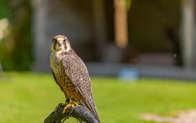 Falcon sitting on a post and looks into your eyes