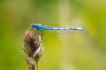 Male Common Blue Damselfly resting on grass
