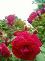 beautiful red rose