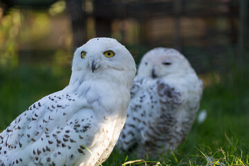 Portrait of Snowy Owl (Bubo scandiacus) at the zoo.