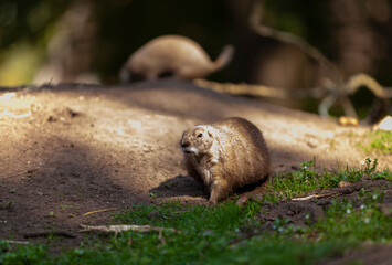 Prairie Dogs standing on the sand ground