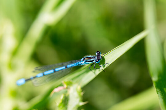 Male Common Blue Damselfly resting on grass
