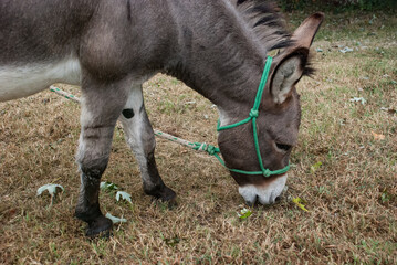 Domestic farm donkey with a green rope halter on grazing grass pasture 