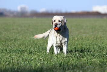 the yellow labrador in the park