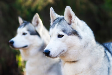 Obraz premium Portrait of two happy dogs, husky breed on a forest background.