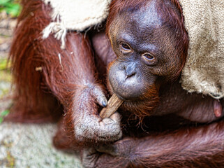 Orang Utan is playing with some wood