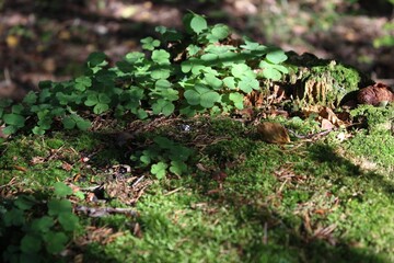 moss on the tree
