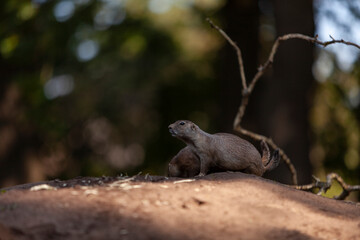 Prairie Dogs standing on the sand ground