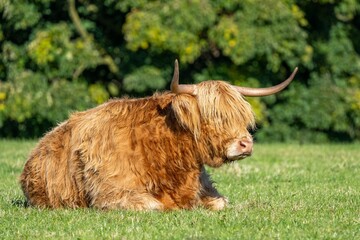 scottish highland cow sitting in field