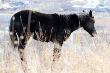 Fototapeta na wymiar Dirty black horse grazing on a rural pasture, defocused view through the dry grass