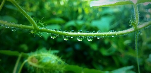 water drops