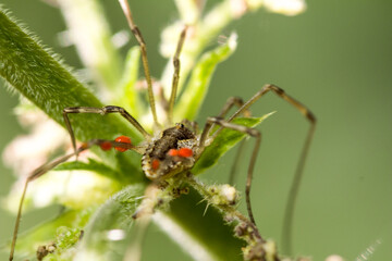 Mother Harvestmen with young egg sacs