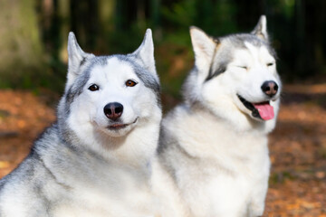 Portrait of two happy dogs, husky breed on a forest background.