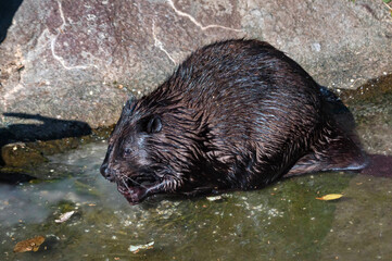 Close up of Eurasian beaver or Castor fiber or European beaver