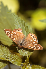 Brown moth resting on leaf