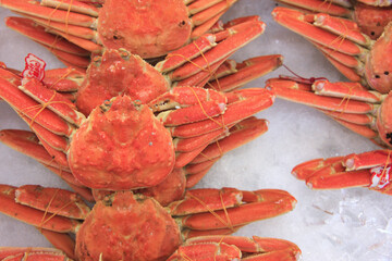 鳥取県の松葉ガニ