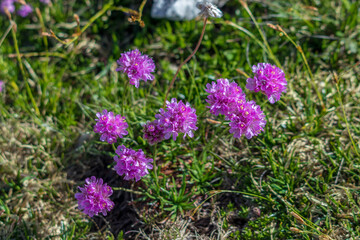 Armeria alpina in the mountains, close up	