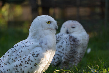 Portrait of Snowy Owl (Bubo scandiacus) at the zoo.