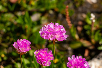 Pretty armeria alpina in the mountains	