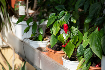 Nice red hot pepper in garden on balcony in day light healthy food 