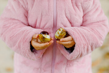 Closeup of hands of toddler girl picking chestnuts in a park on autumn day. Child having fun with searching chestnut and foliage. Autumnal activities with children.
