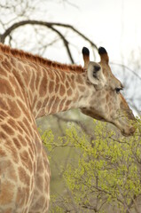 a giraffe with its long neck eating from a tree in the Krueger National park in South Africa
