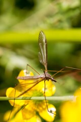 Crane Fly Portrait from above