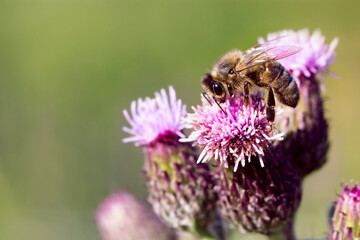 British Honey Bee on Burdock Flower Bud in England