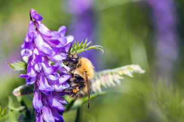 Common Carder Bee feeding on tufted vetch