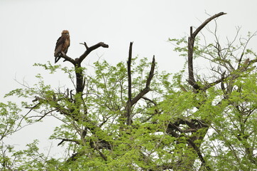 An eagle sitting on a branch of a tree in the Krueger National Park in South Africa