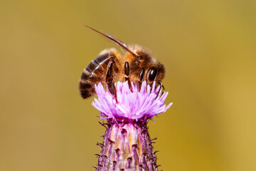 Honey Bee on Burdock Flower Bud