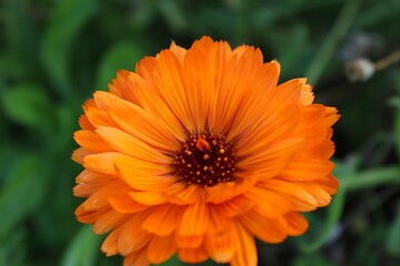 orange calendula flower