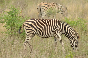 Fototapeta na wymiar A zebra in the savannah of the Krueger National Park in South Africa