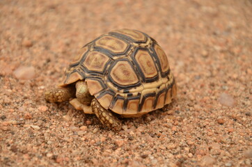 A mini turtle on the sand in the Krueger National park in South Africa