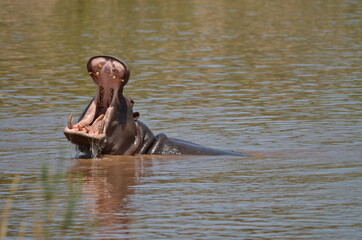 A hippo yawning in a river in the Krueger National Park in South Africa