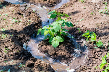 Young green plants of raspberry in the spring
