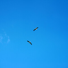 Two storks fly high in the blue sky. Flight of two big birds together. Valentine's day, symbol of love. Design template with copy space