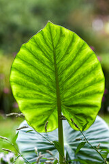 .Structure, texture of a grant taro leaf under light.