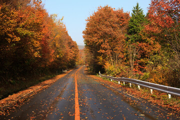 蒜山高原の紅葉