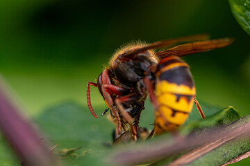 European hornet feeding on leaf	