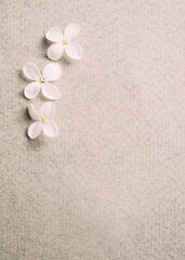 Three small natural flowers on the paper textured background, top view