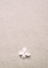 Paper texture with white flower. One small natural flower on the paper textured background, top view