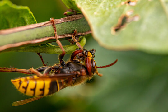 Close up shot of European hornet	