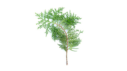 Closeup of fresh green cedars cypress branches on white background.