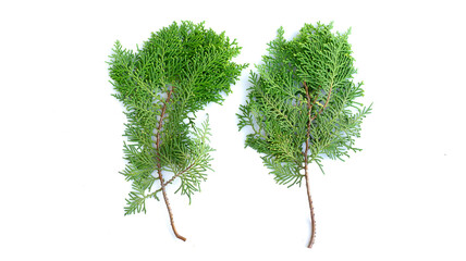 Naklejka premium Closeup of fresh green cedars cypress branches on white background.