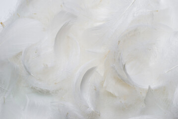White  soft feathers background.