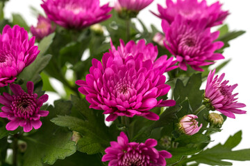 Chrysanthemum indicum