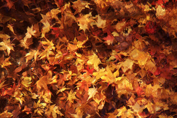 紅葉と水