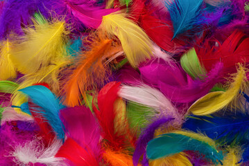 Colorful feather background.