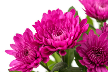 Chrysanthemum indicum